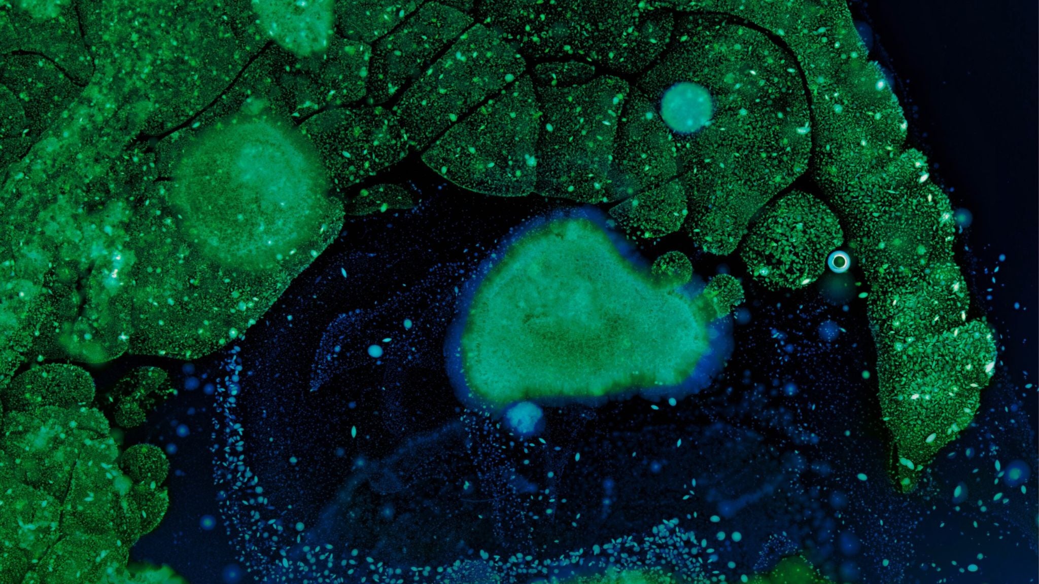 Gut & Digestion Treatments